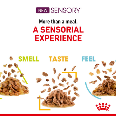 Royal Canin Sensory Smell Wet Cat Food in Gravy