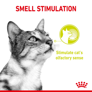 Royal Canin Sensory Smell Wet Cat Food in Gravy