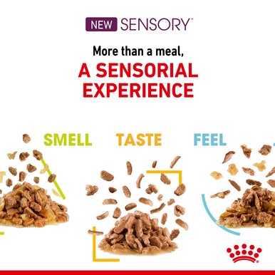 Royal Canin Sensory Feel Wet Cat Food in Gravy