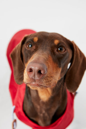 Joules Dog Raincoat - Red