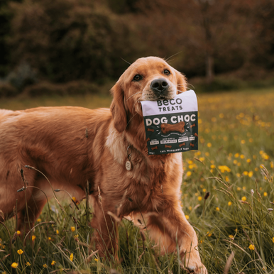 Beco Soft Baked Gluten-free Dog Treats - Choc with Camomile & Quinoa