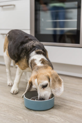 Trixie Slow Feeding Ceramic Dog Bowl - Grey/Blue