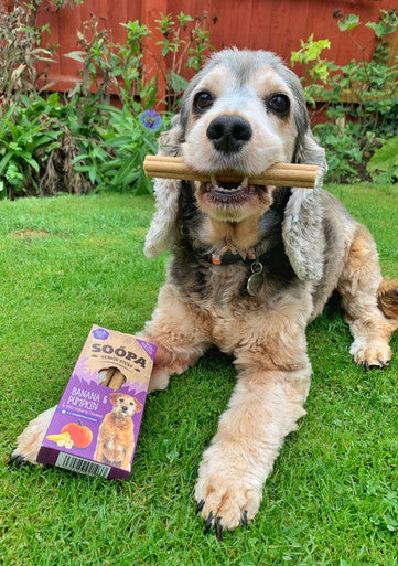 Soopa Grain-free Senior Dog Dental Sticks - Banana & Pumpkin