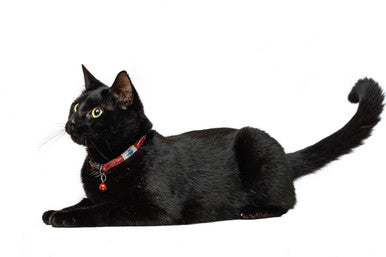 Long Paws Tom & Tabby Reflective Adjustable Cat Collar