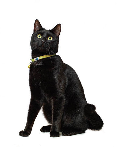 Long Paws Tom & Tabby Reflective Adjustable Cat Collar