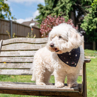 Long Paws Funk The Dog Night Sky Dog Bandana - Black