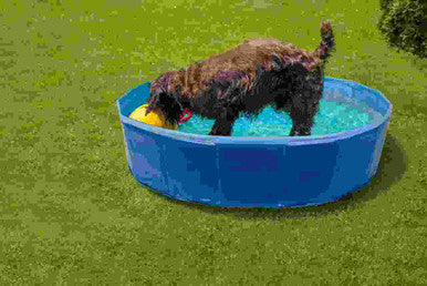 Pet Swimming Pool