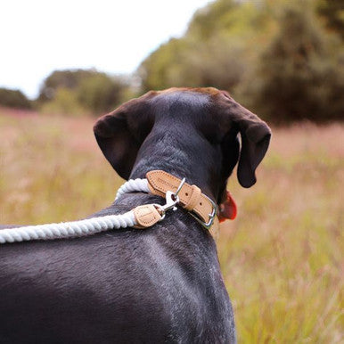 Hound Real Leather Braided Dog Collar