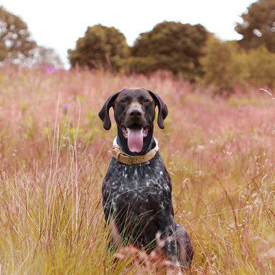 Hound Real Leather Braided Dog Collar