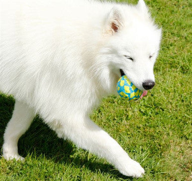 Foaber Bounce Blue Ball Dog Toy