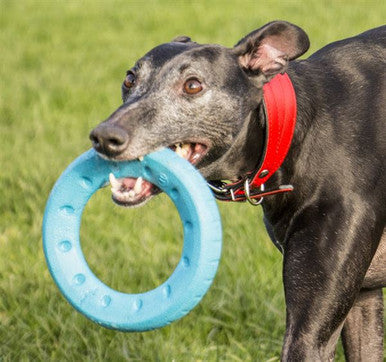 Foaber Roll Foam Rubber Dog Toy Blue & Green