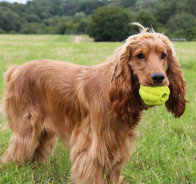 Foaber Bump Foam Rubber Dog Toy Green