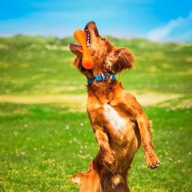 BIONIC Urban Stick Treats Holding Orange Dog Chew Toy