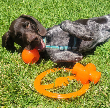 BIONIC Bounce Treats Holding Orange Dog Ball Toy