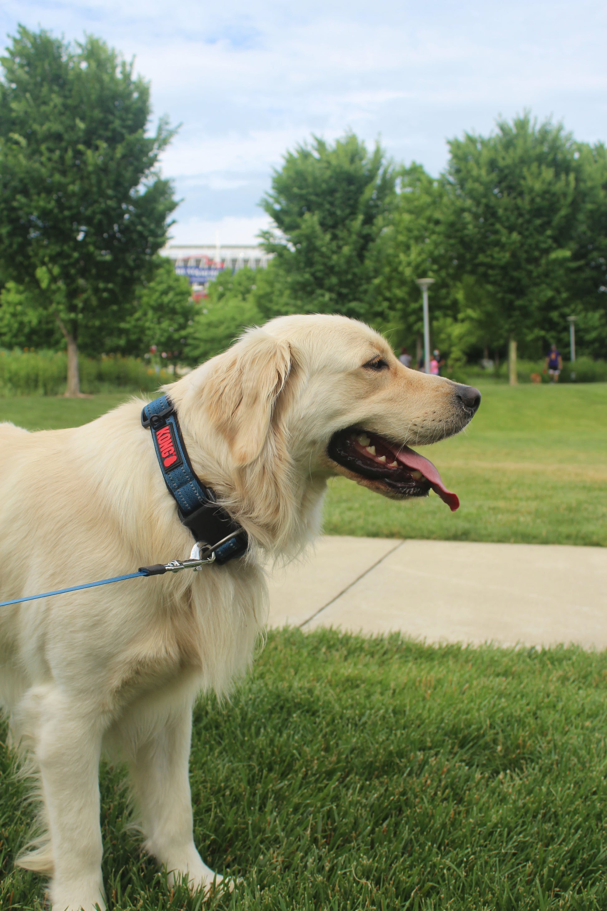 Lifestyle View of KONG Adjustable Blue Dog Collar