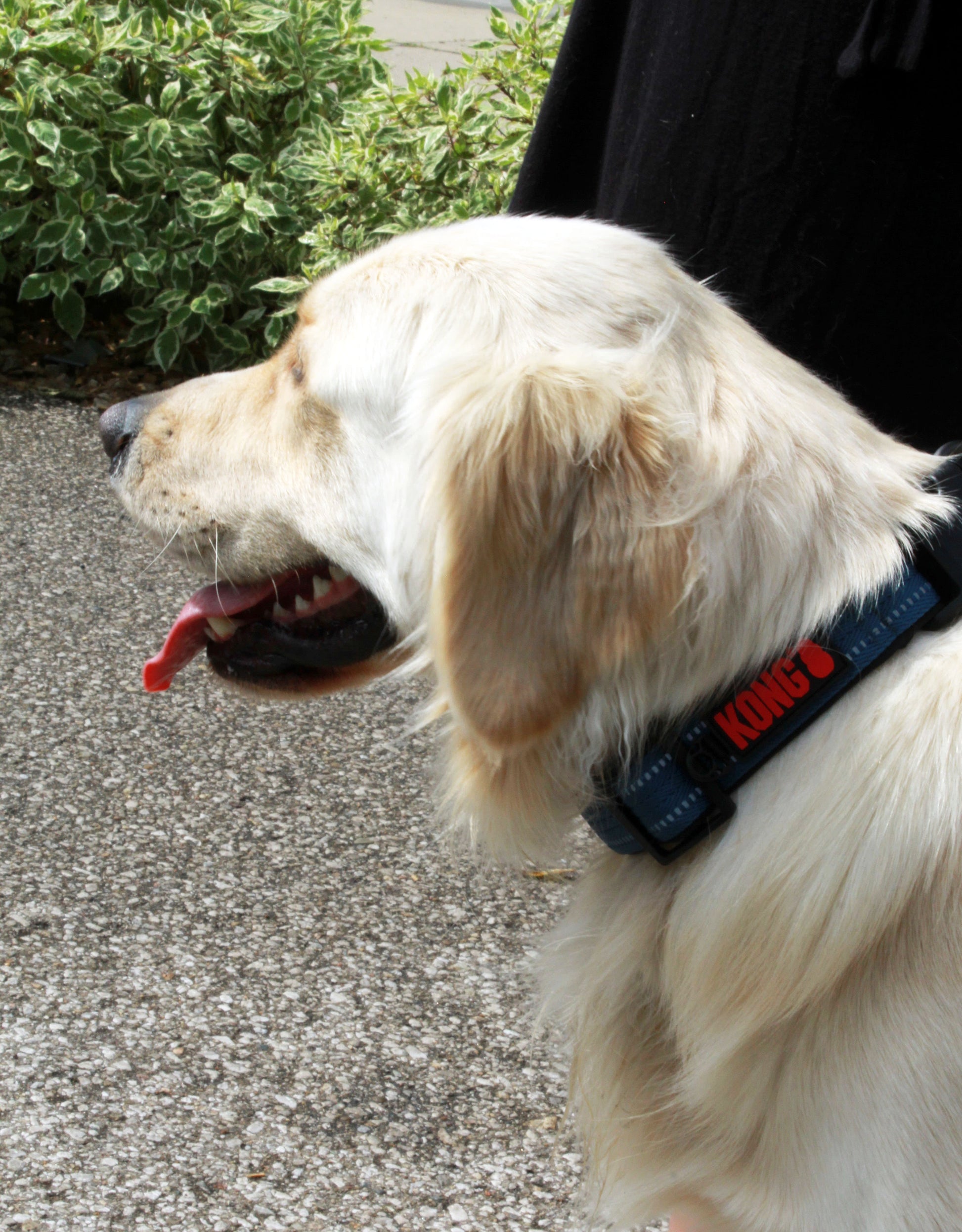 Lifestyle View of KONG Adjustable Blue Dog Collar