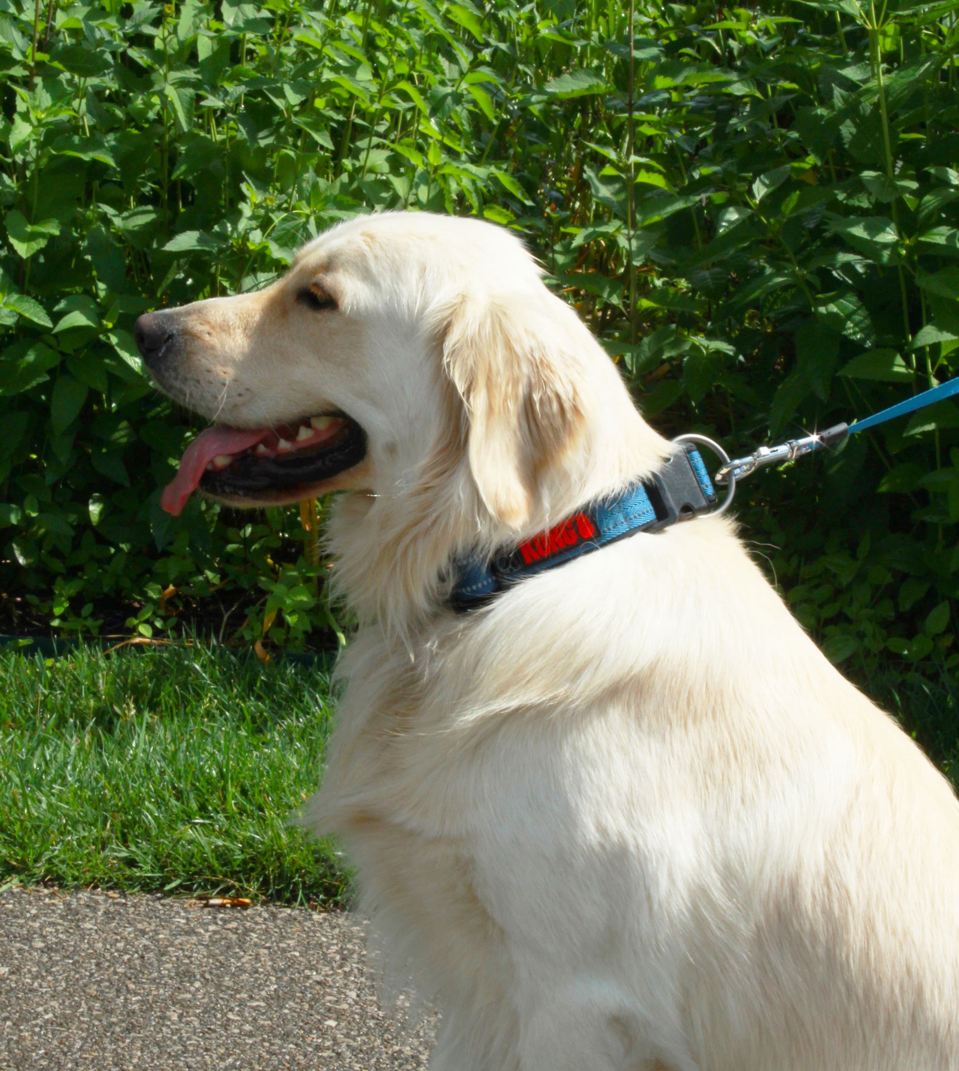 Lifestyle View of KONG Adjustable Blue Dog Collar