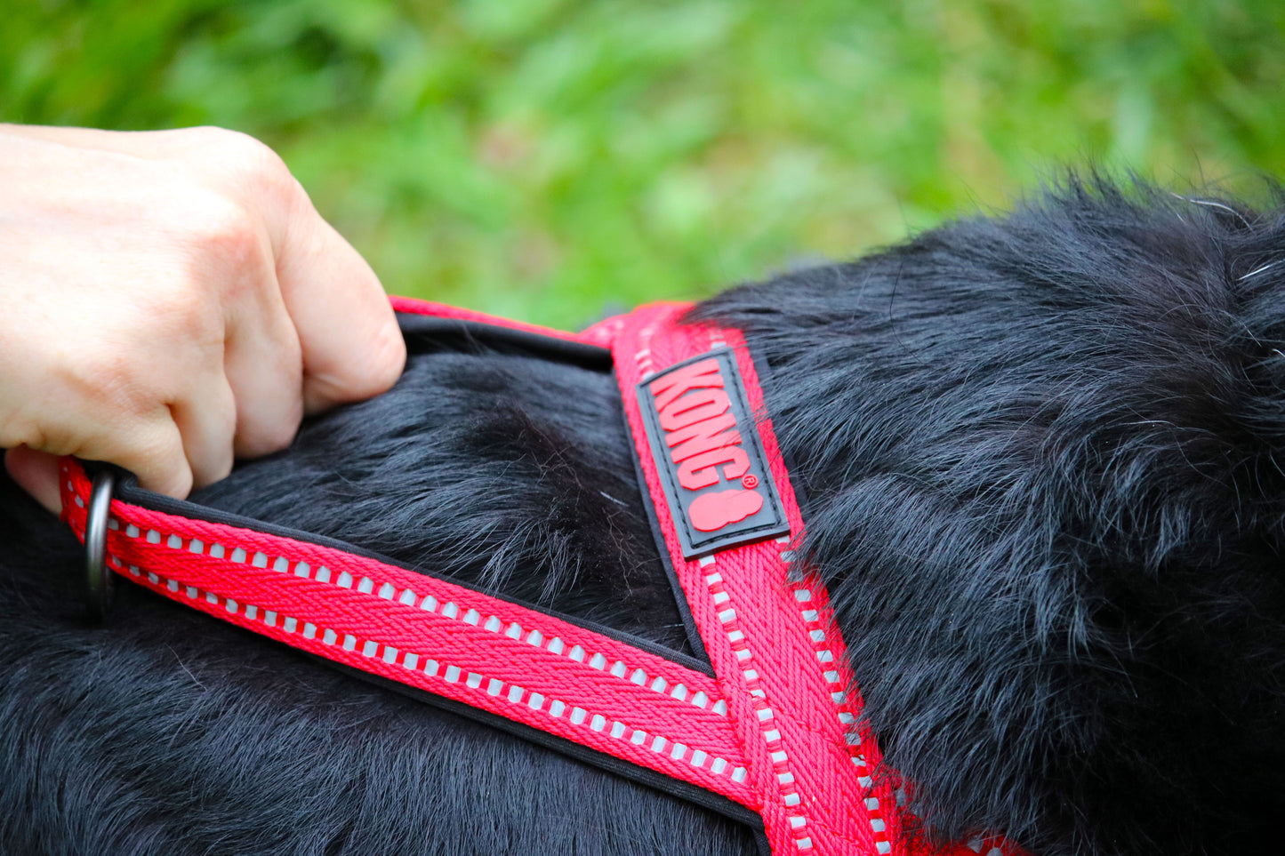 Lifestyle View of KONG Norwegian Red Dog Harness