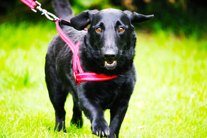 Lifestyle View of KONG Norwegian Red Dog Harness