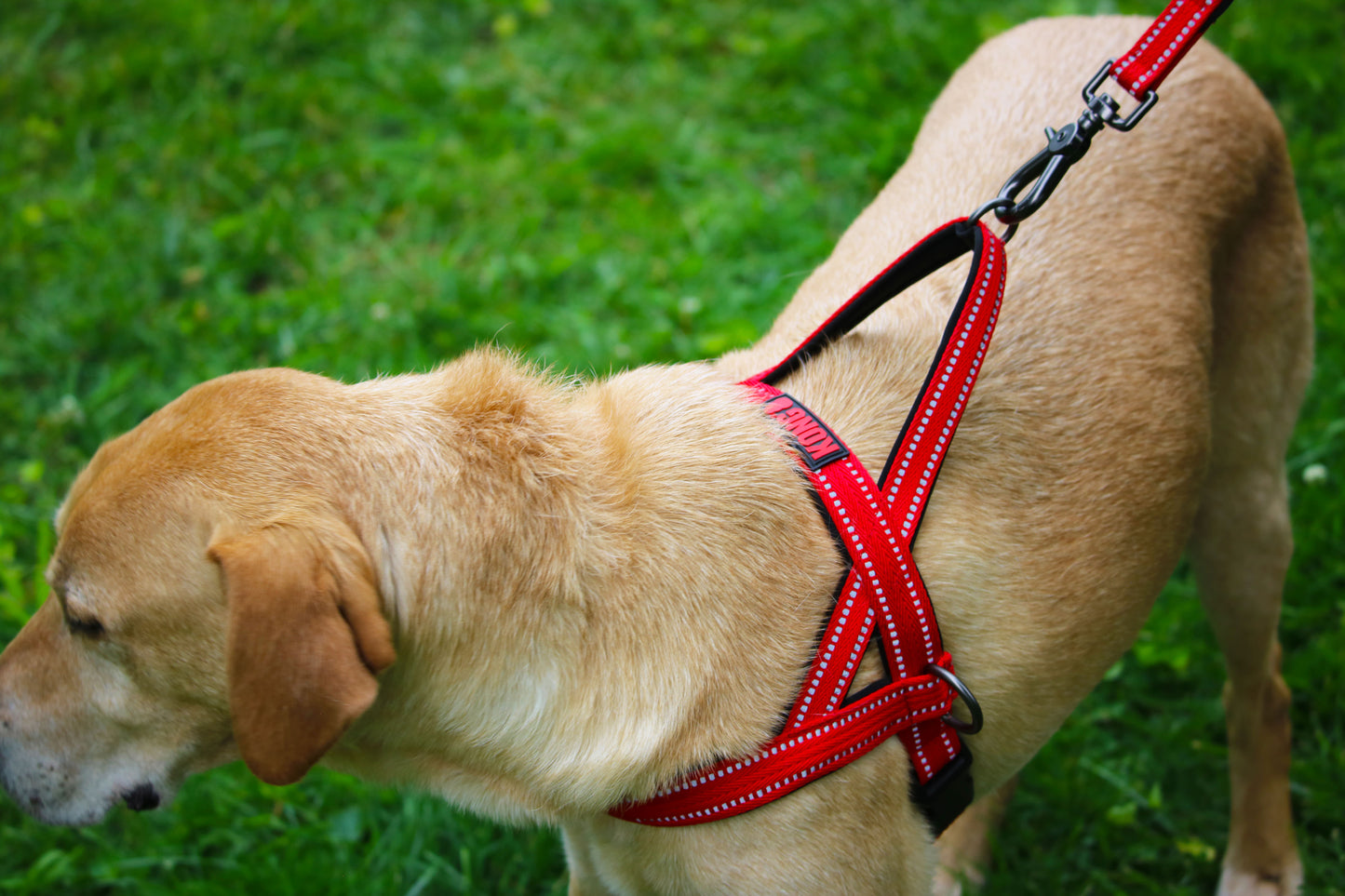 Lifestyle View of KONG Norwegian Red Dog Harness