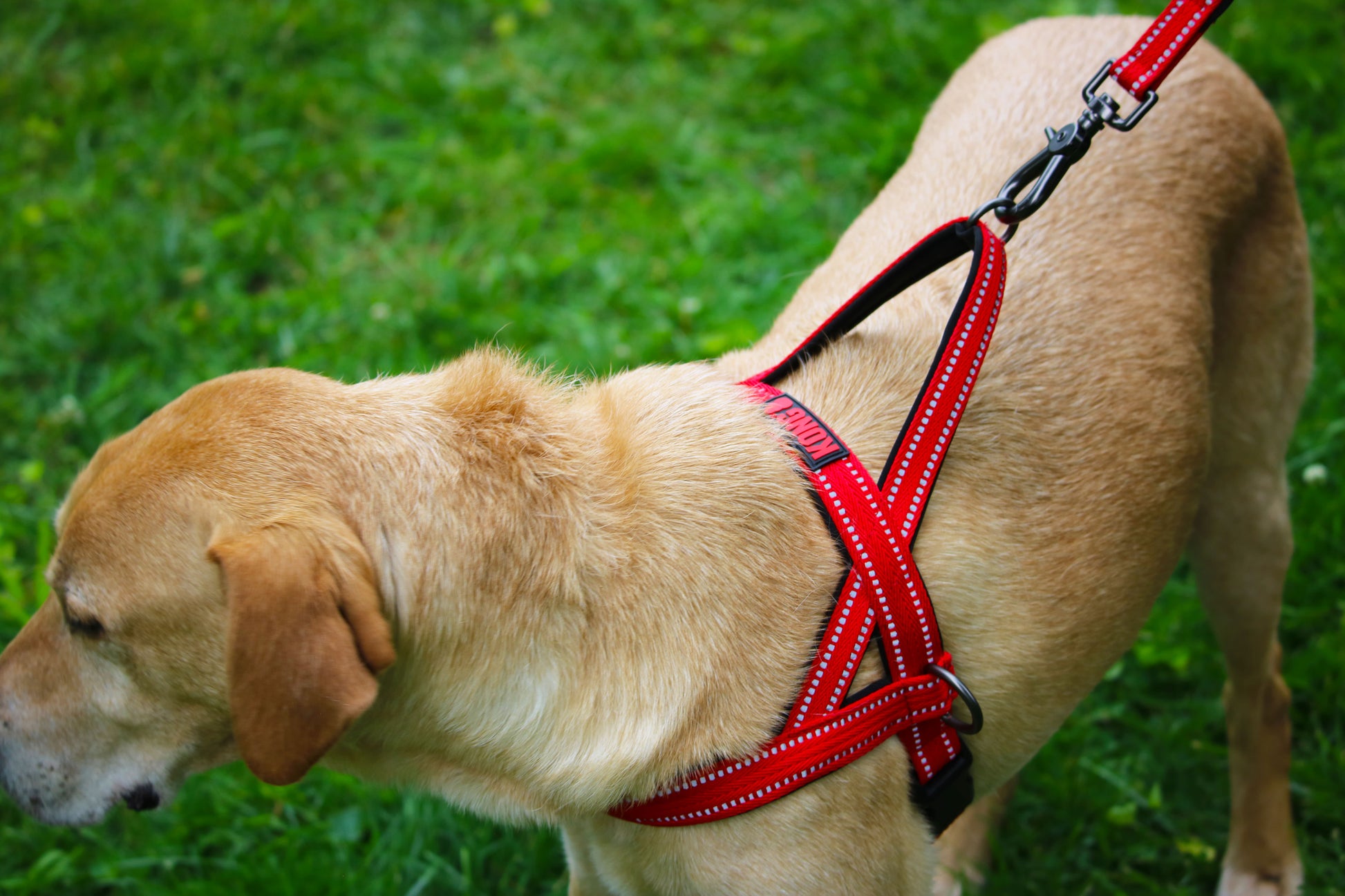 Lifestyle View of KONG Norwegian Red Dog Harness