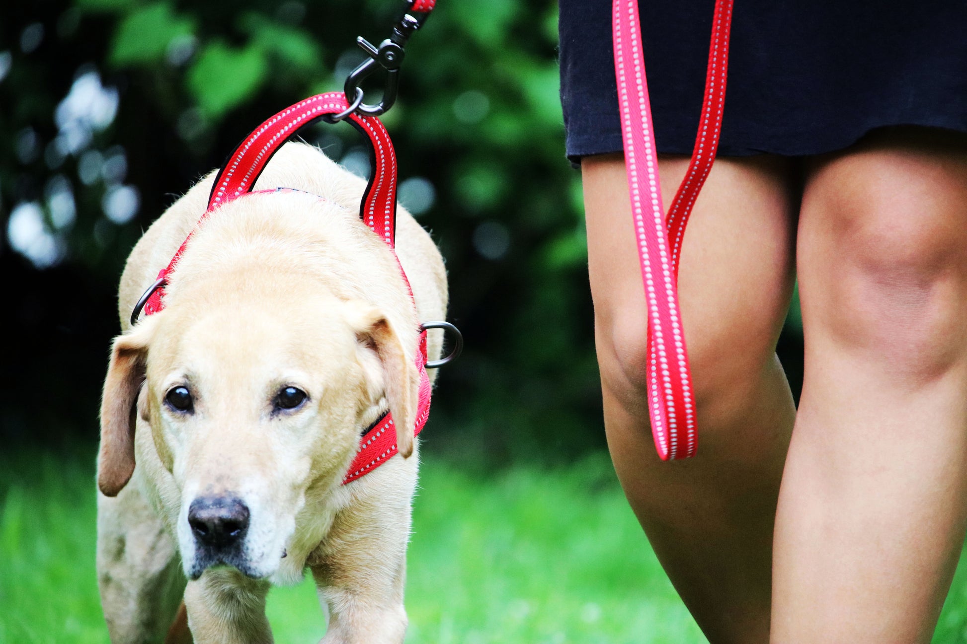 Lifestyle View of KONG Norwegian Red Dog Harness
