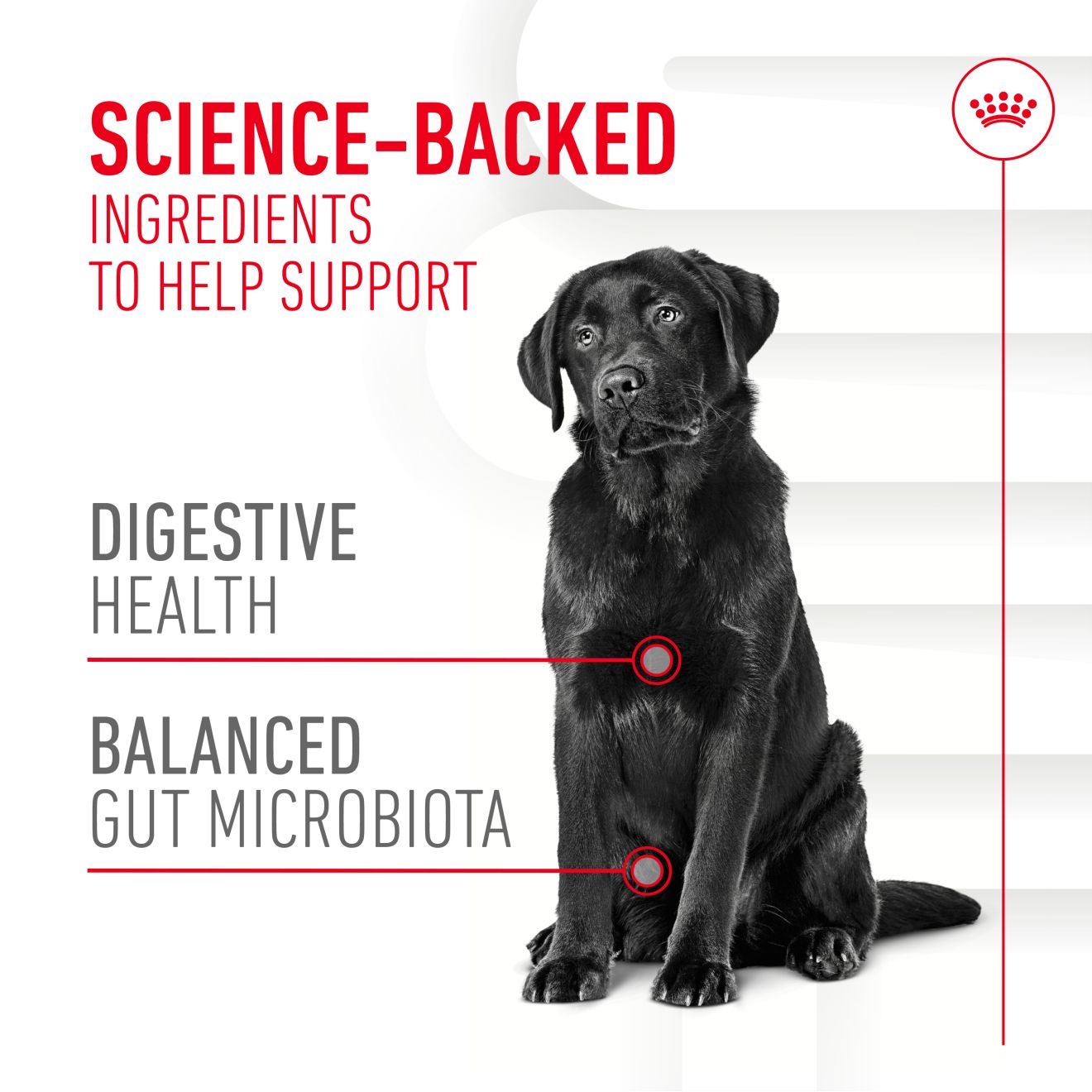 Royal Canin Digestion Supplements product details image