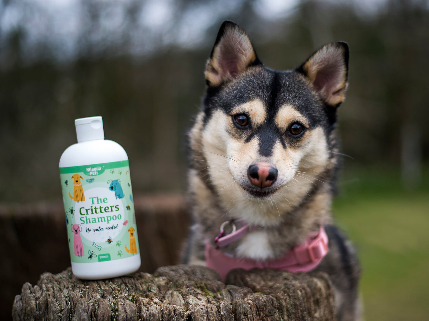 Lifestyle View of Nilaqua Pets The Critters Towel Off Dog Shampoo