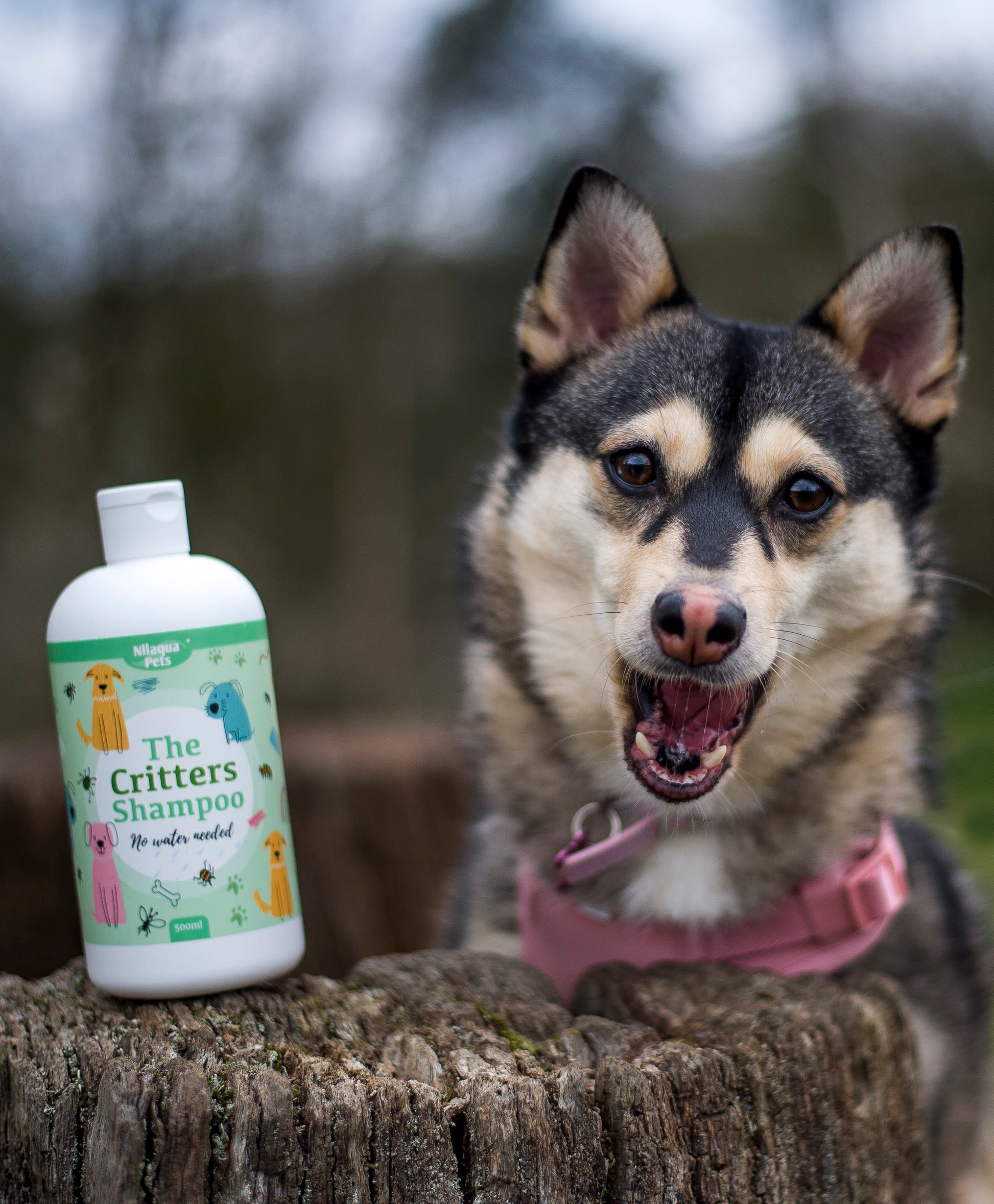 Lifestyle View of Nilaqua Pets The Critters Towel Off Dog Shampoo