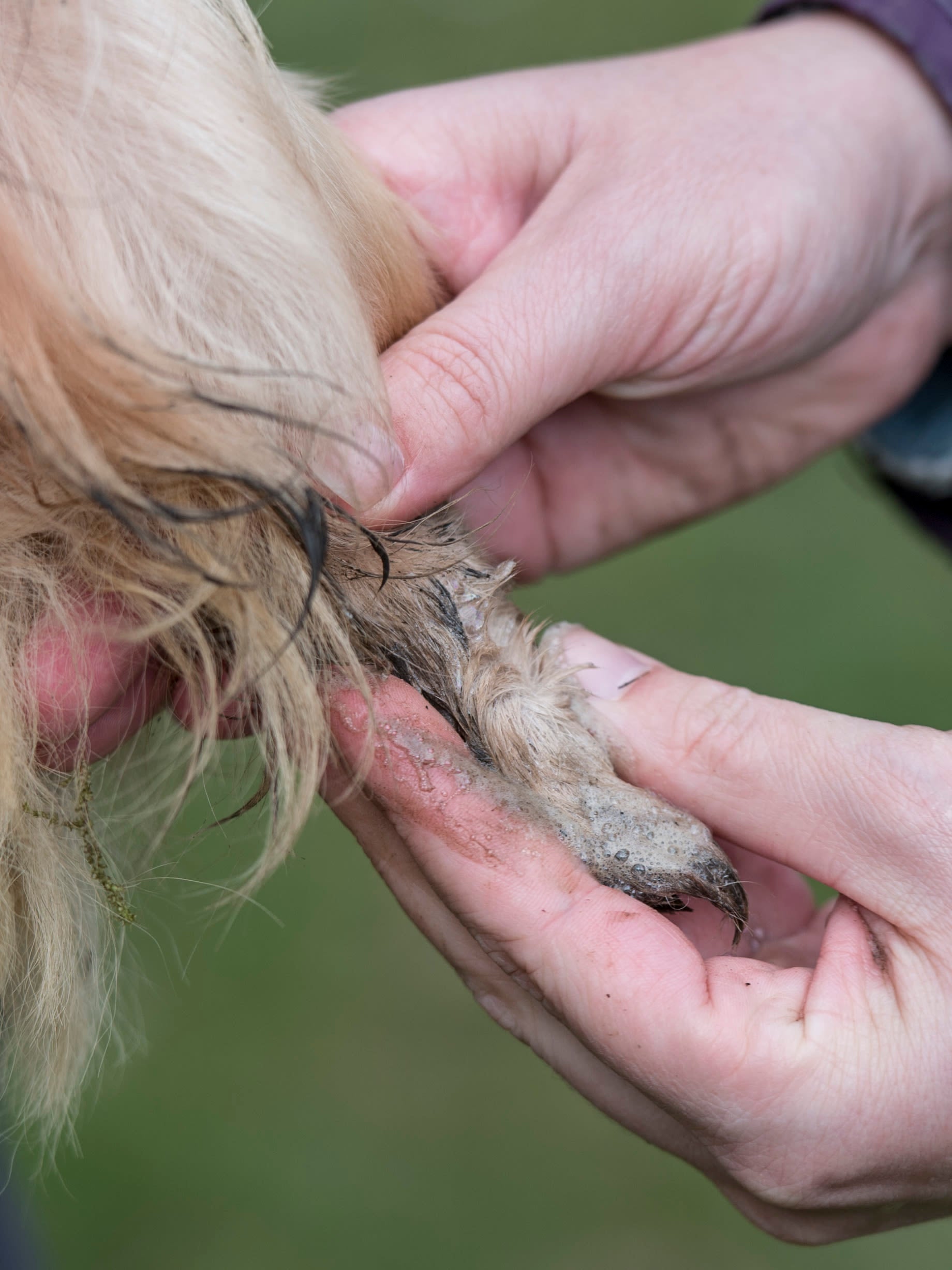 Lifestyle View of Nilaqua Pets The Muddy Paws Towel Off Dog Shampoo