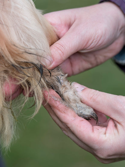 Lifestyle View of Nilaqua Pets The Muddy Paws Towel Off Dog Shampoo