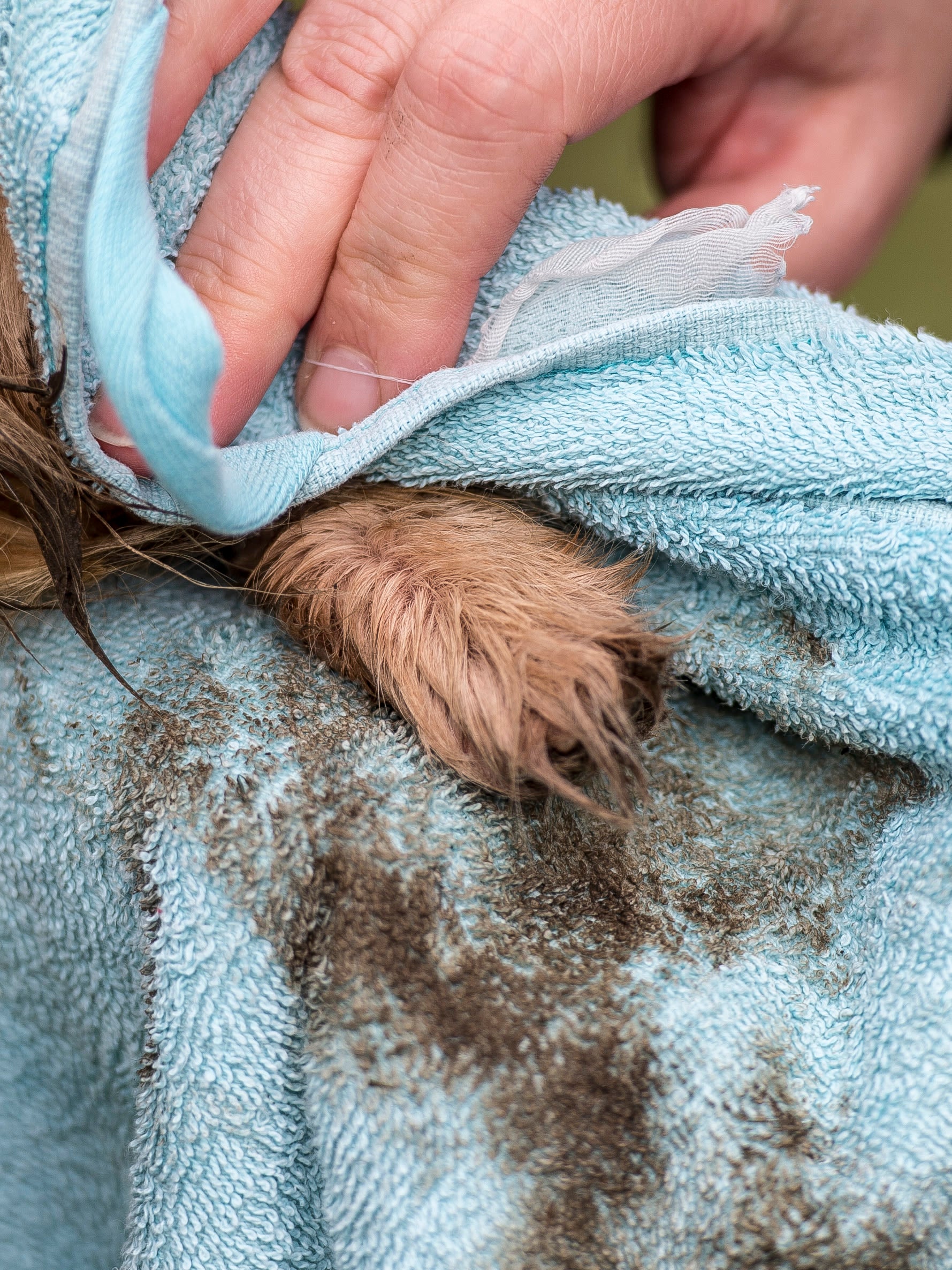 Lifestyle View of Nilaqua Pets The Muddy Paws Towel Off Dog Shampoo