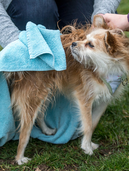 Lifestyle View of Nilaqua Pets The Muddy Paws Towel Off Dog Shampoo