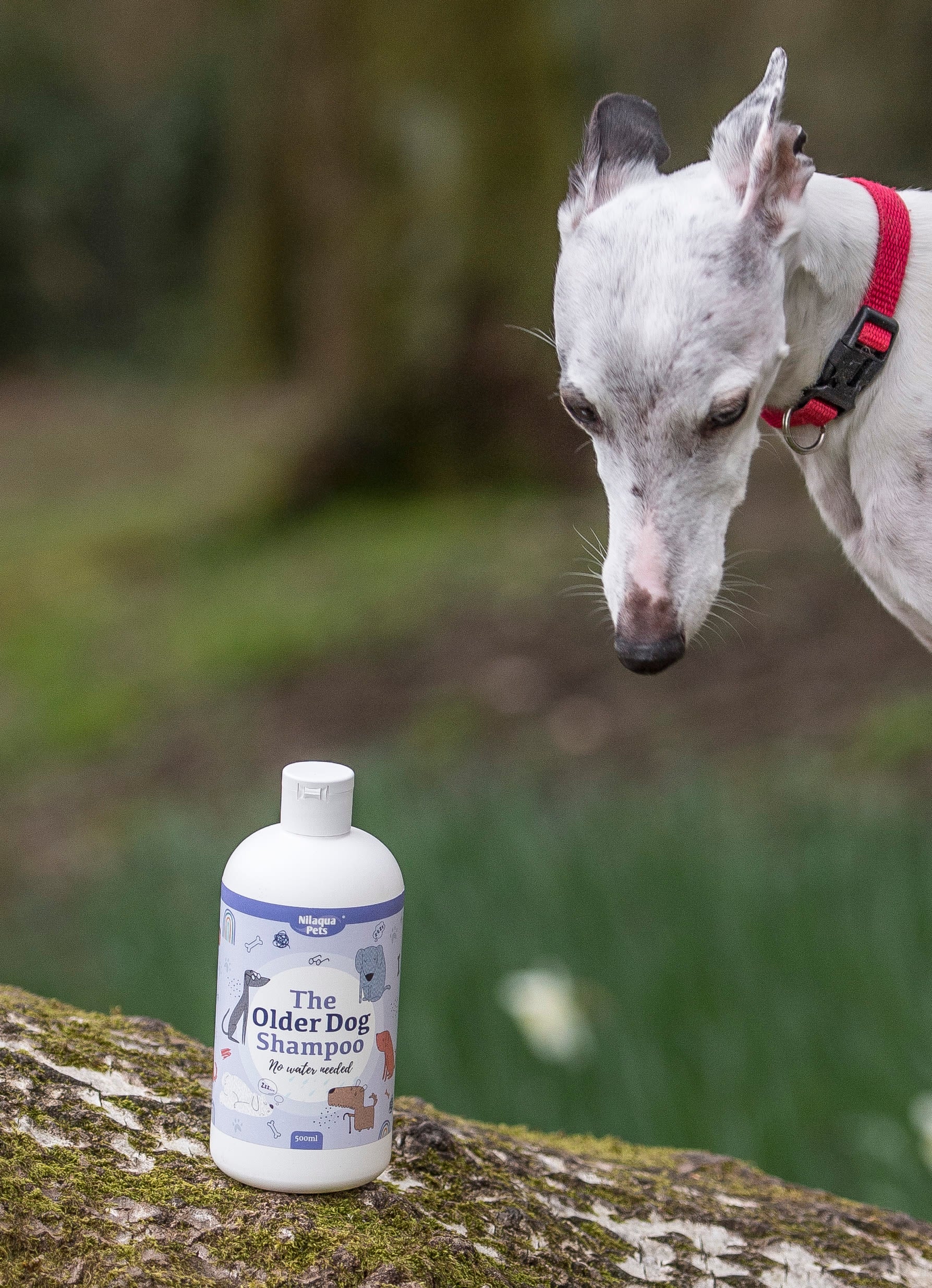 Lifestyle View of Nilaqua Pets The Older Dog Towel Off Dog Shampoo