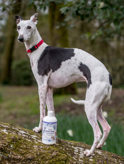 Lifestyle View of Nilaqua Pets The Older Dog Towel Off Dog Shampoo