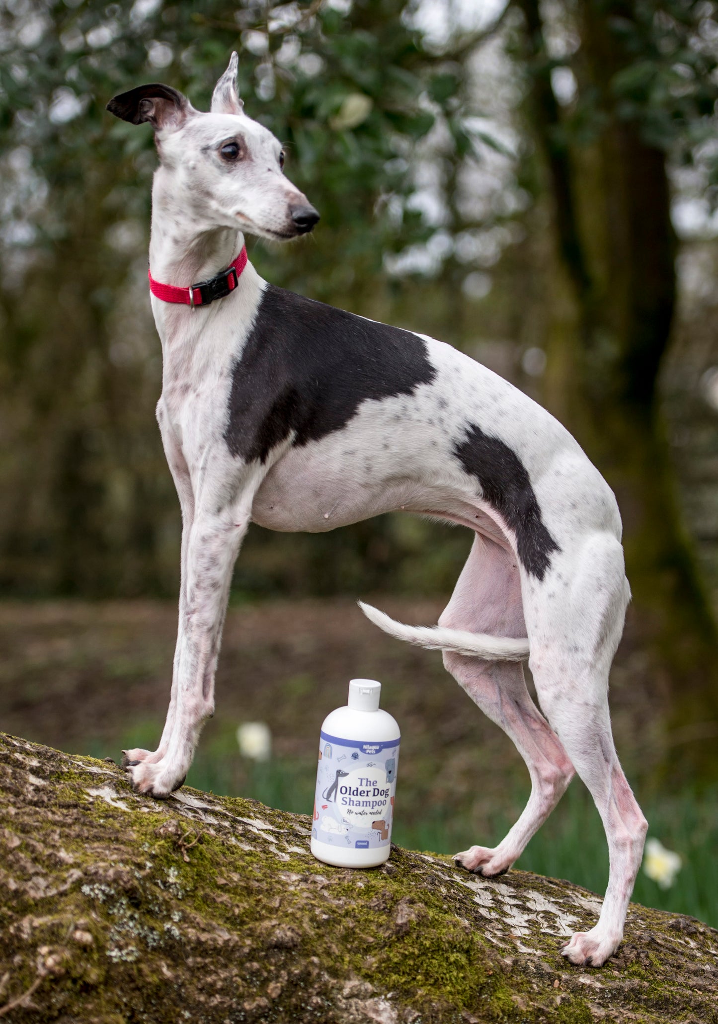 Lifestyle View of Nilaqua Pets The Older Dog Towel Off Dog Shampoo