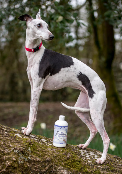 Lifestyle View of Nilaqua Pets The Older Dog Towel Off Dog Shampoo