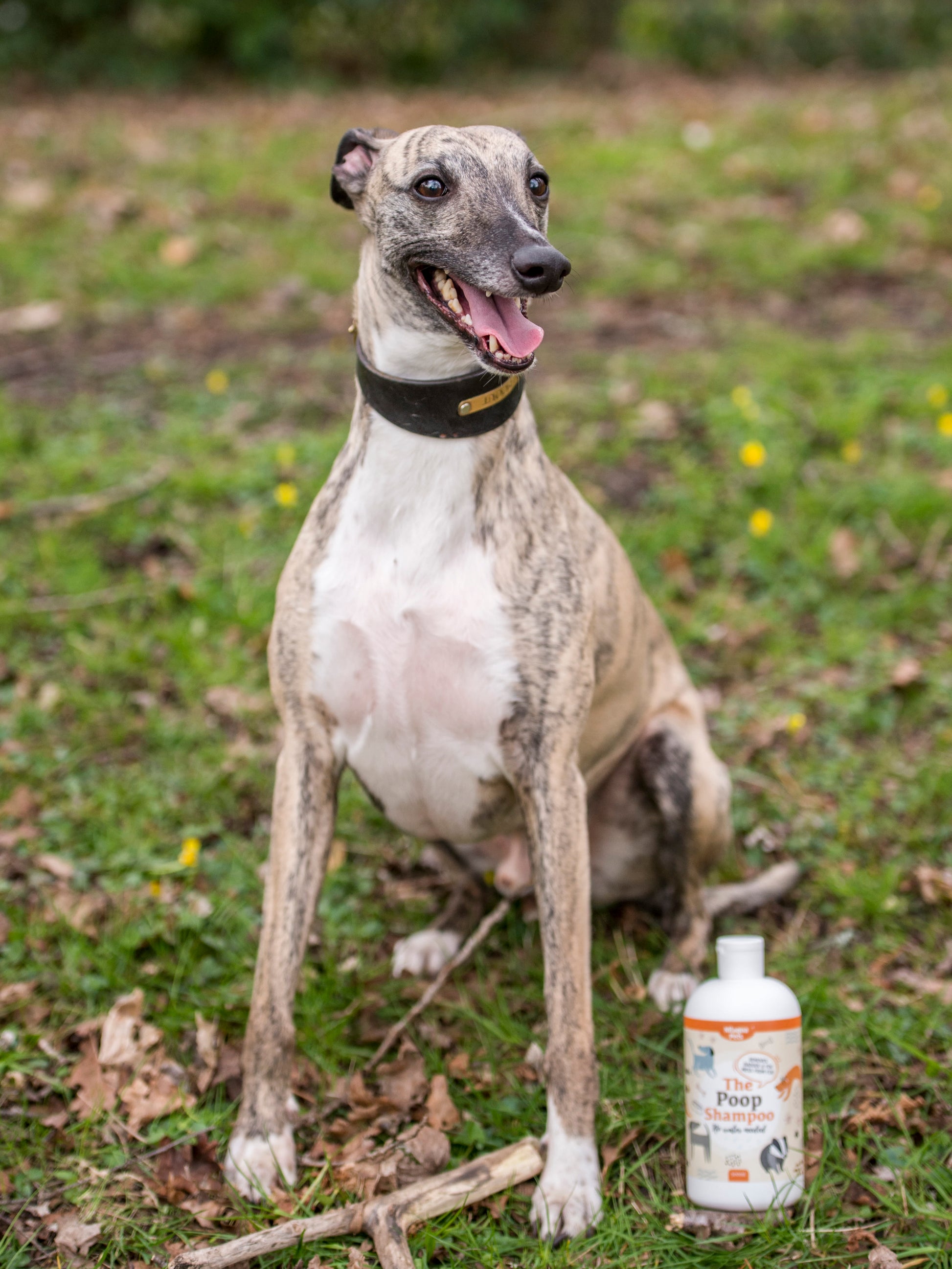 Lifestyle View of Nilaqua Pets The Poop Shampoo