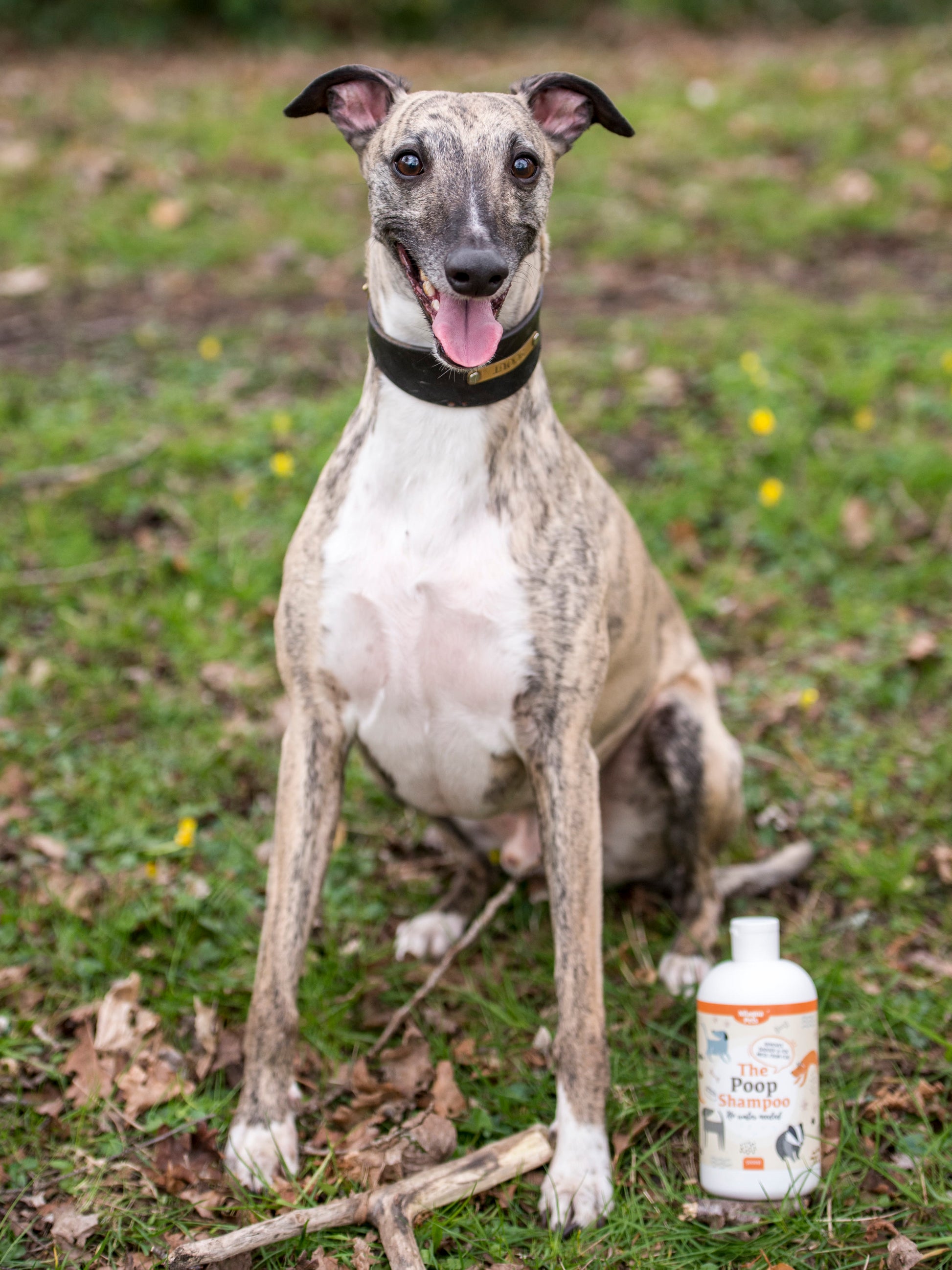 Lifestyle View of Nilaqua Pets The Poop Shampoo