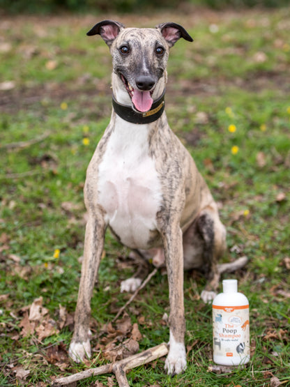 Lifestyle View of Nilaqua Pets The Poop Shampoo