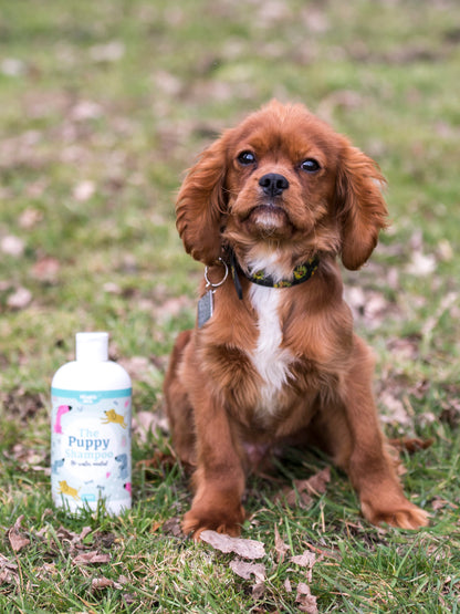 Lifestyle View of Nilaqua Pets The Puppy Towel Off Dog Shampoo