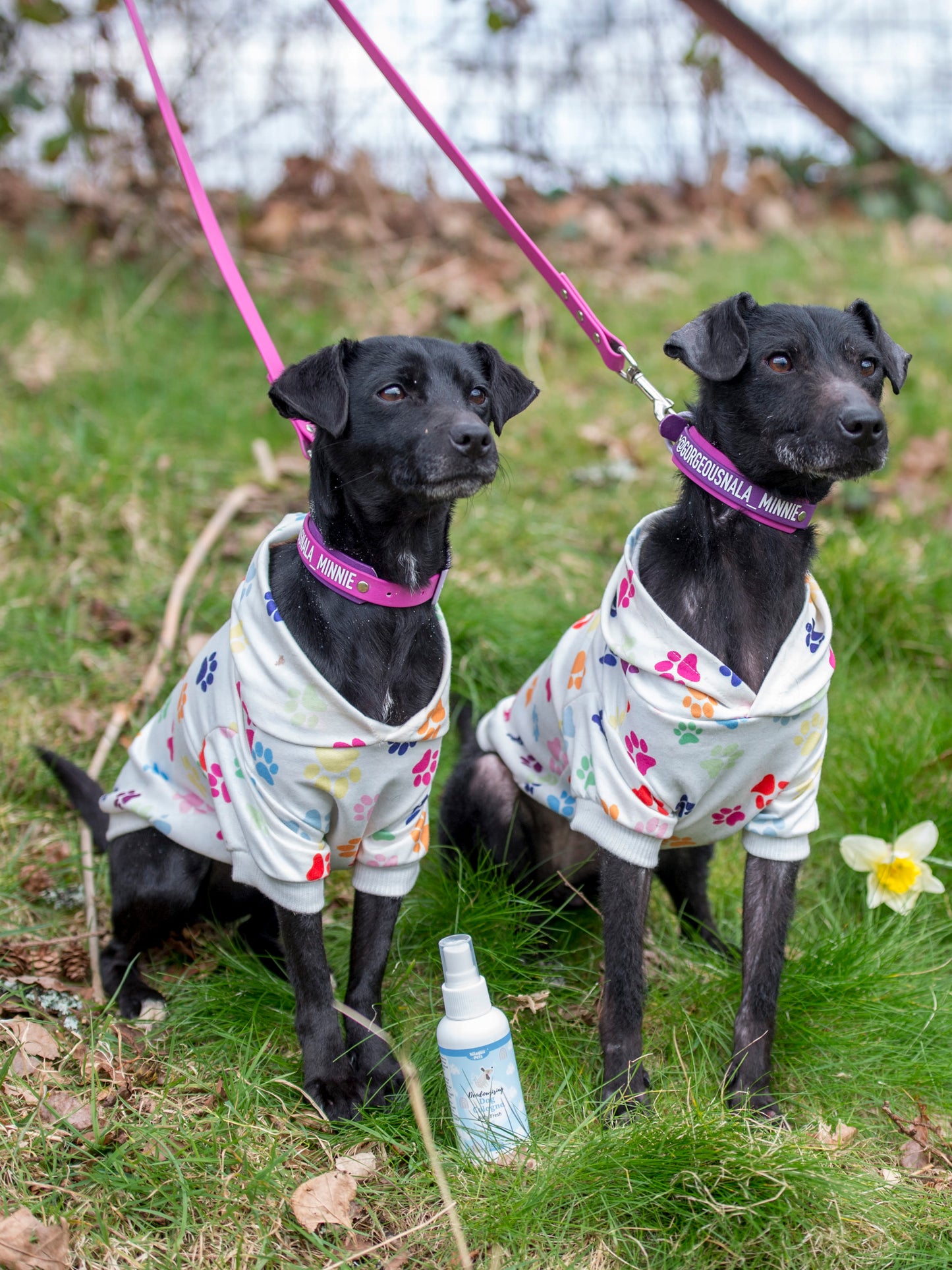 Lifestyle View of Nilaqua Pets Baby Fresh Dog Cologne