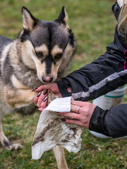 Lifestyle View of Nilaqua Pets Biodegradable Bamboo Pet Wipes