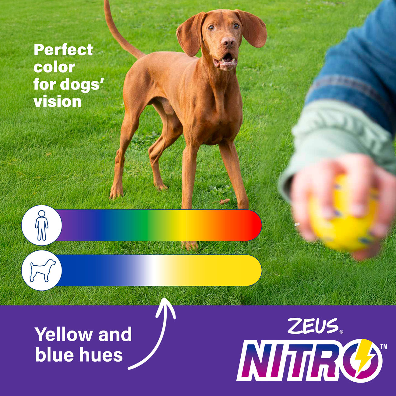 Zeus Nitro Ring Dog Toy