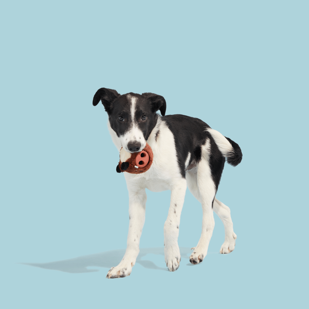 BARK Wild Boris Dog Toy