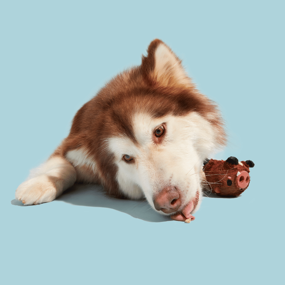 BARK Wild Boris Dog Toy