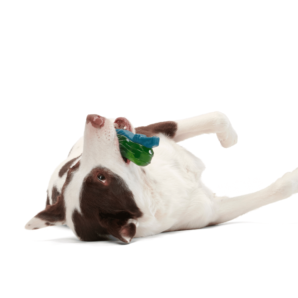 BARK Crocness Monster Dog Toy