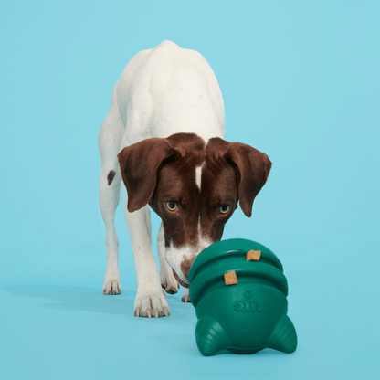 BARK Aurora Beast Dog Toy