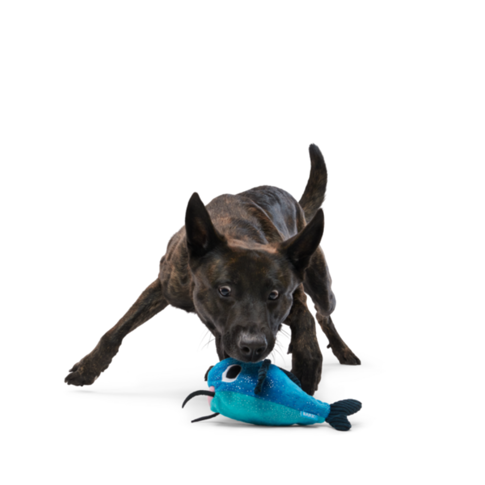 BARK Catfish Claude Dog Toy
