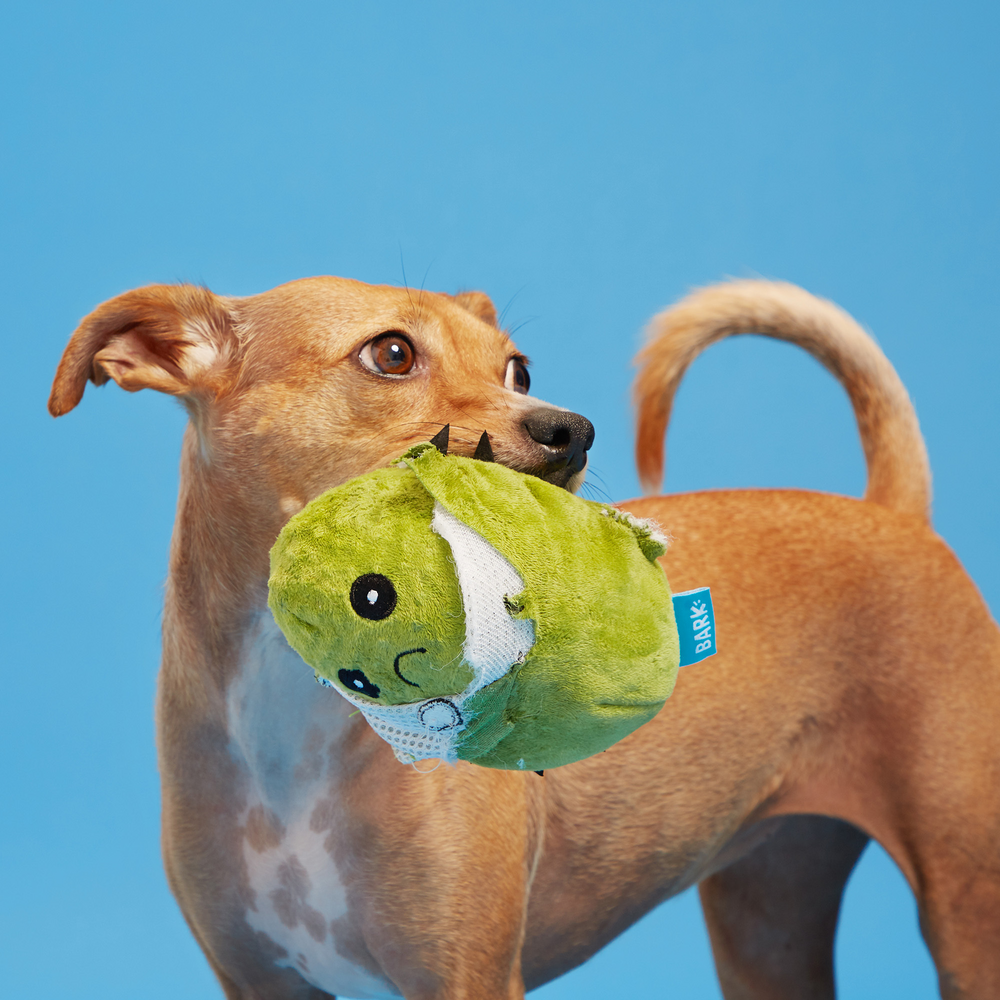BARK Consuela The Cactus Dog Toy